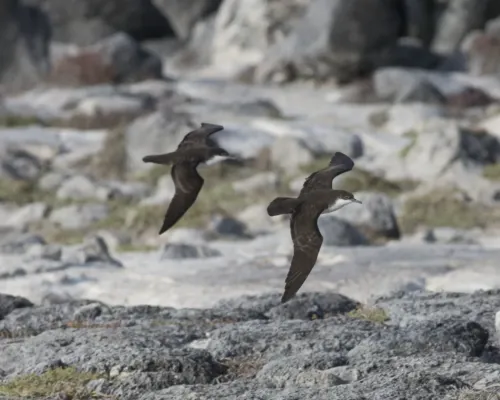 File:Galapagos Petrel (Pterodroma phaeopygia) (20668221365).jpg
