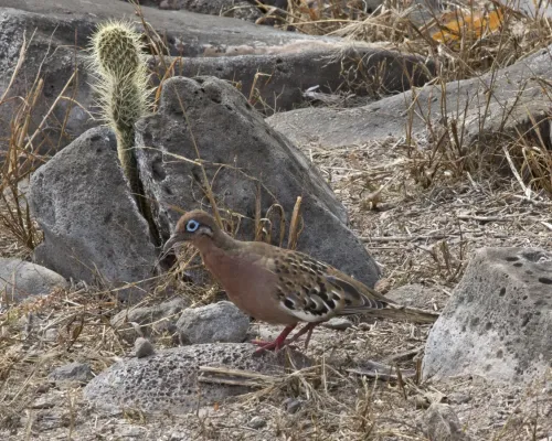 File:Galapagos Dove (Zenaida galapagoensis) (19896224454).jpg