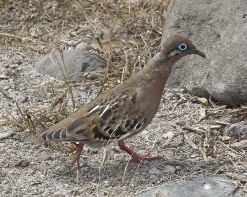 File:Galapagos Dove (Zenaida galapagoensis) (20330840428).jpg