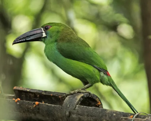 File:Crimson-rumped Toucanet (Aulacorhynchus haematopygus) (20089183563).jpg