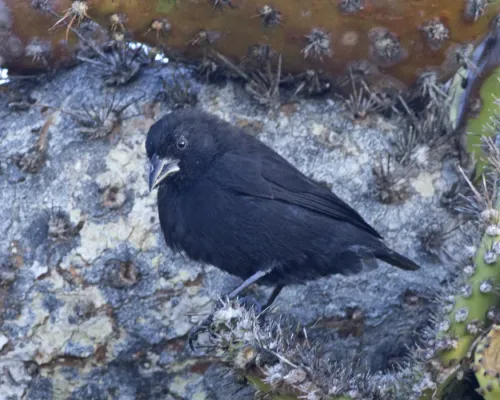 File:Common Cactus-finch (Geospiza scandens) (20674925931).jpg