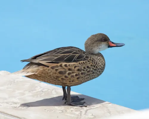 File:White-cheeked Pintail (Anas bahamensis galapagensis) (20275851798).jpg