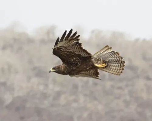 File:Galapagos Hawk (Buteo galapagoensis) (19897958033).jpg