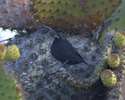 File:Common Cactus-finch (Geospiza scandens) (20480211990).jpg