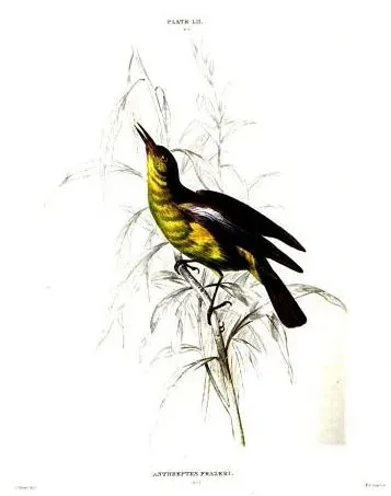 File:Deleornis fraseri.JPG
