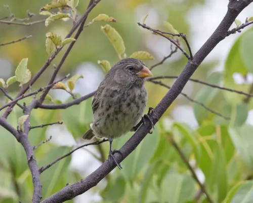 File:Vegetarian Finch (Platyspiza crassirostris) (20197260538).jpg