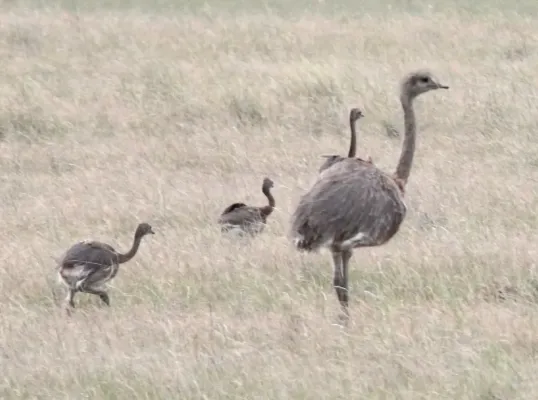 File:Lesser Rhea (Rhea pennata) (15955688685).jpg