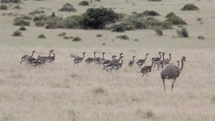 File:Lesser Rhea (Rhea pennata) (15336079223).jpg