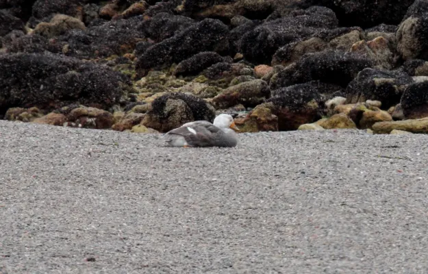 File:White-headed Steamer Duck (Tachyeres leucocephalus) (15770013007).jpg