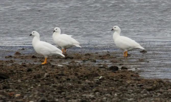 File:Kelp Goose Chloephaga hybrida) (15333517104).jpg