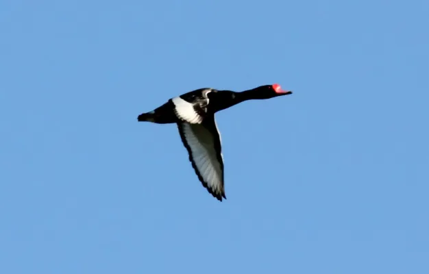 File:Rosy-billed Pochard (Netta peposaca) (15929956376).jpg