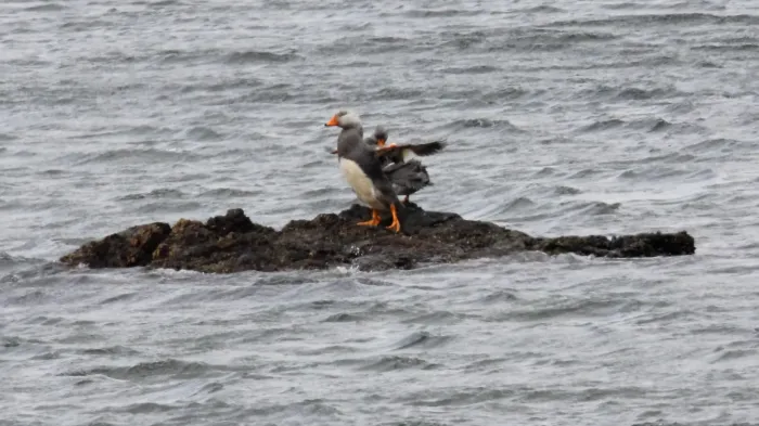 File:Flightless Steamer-Duck (Tachyeres pteneres) (15953809971).jpg