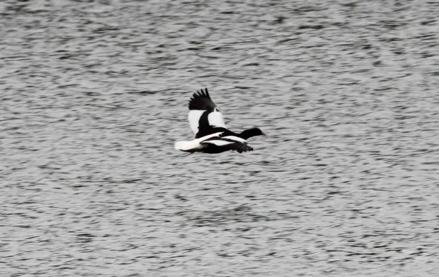 File:Kelp Goose (Chloephaga hybrida) (15333508784).jpg