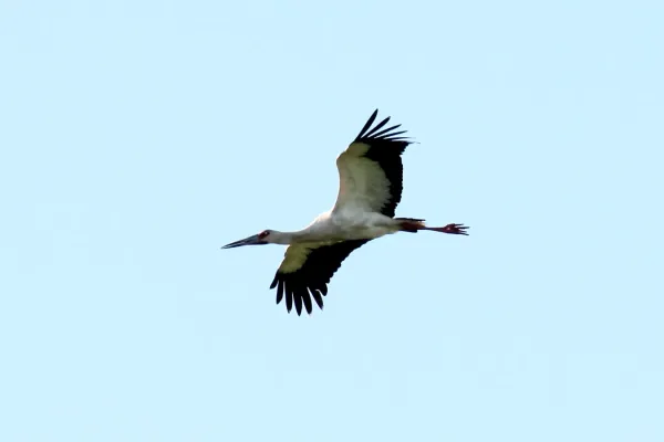 File:Maguari Stork (Ciconia maguari) (15333650964).jpg