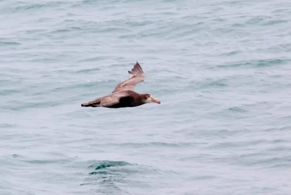File:Northern Giant Petrel (Macronectes halli) (15336248573).jpg