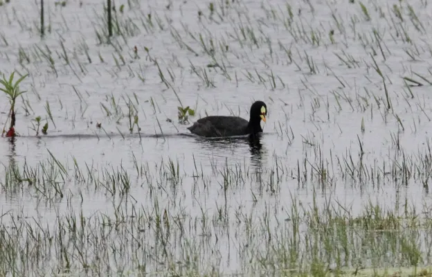 File:Red-gartered Coot (Fulica armillata) (15771704330).jpg