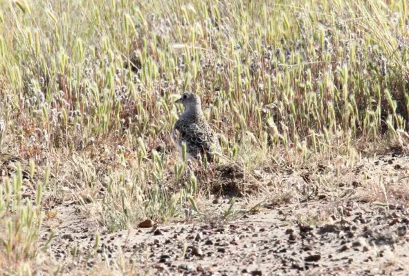 File:Least Seedsnipe (Thinocorus rumicivorus) (15773312427).jpg