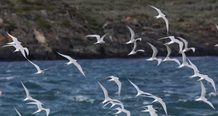File:South American Tern (Sterna hirundinacea) (15339572653).jpg