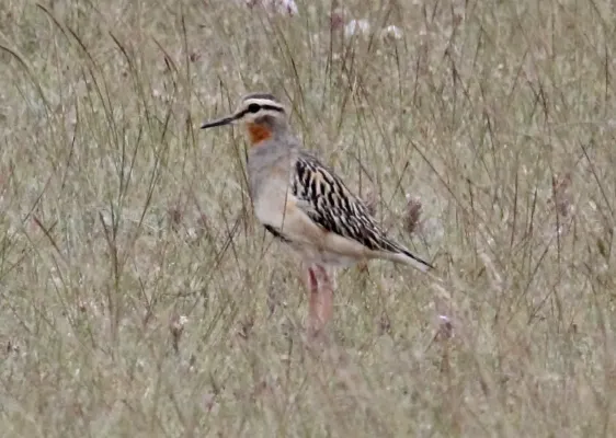 File:Tawny-throated Dotterel (Oreopholus ruficollis) (15773316437).jpg