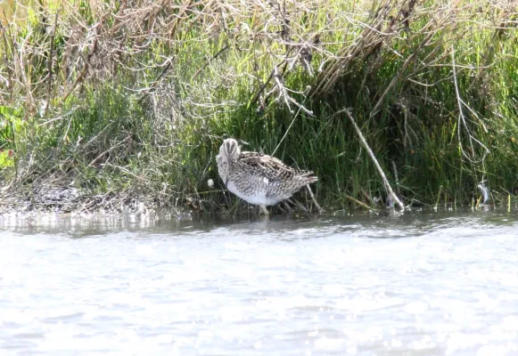 File:Magellanic Snipe (Gallinago magellanica), southern Argentina (15773327827).jpg