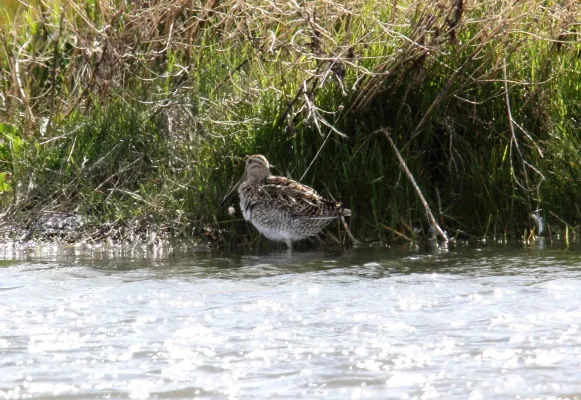 File:Magellanic Snipe (Gallinago magellanica), southern Argentina (15771658508).jpg