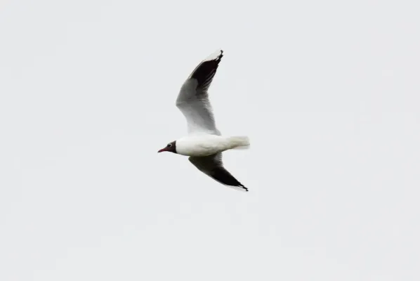File:Brown-hooded Gull (Chroicocephalus maculipennis) (15773156369).jpg