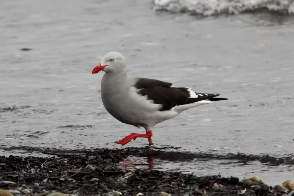 File:Dolphin Gull (Leucophaeus scoresbii) (15771796238).jpg