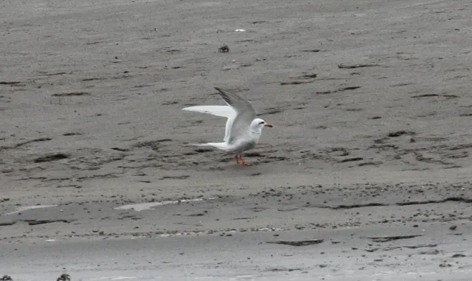 File:Snowy-crowned Tern (Sterna trudeaui) (15957212531).jpg