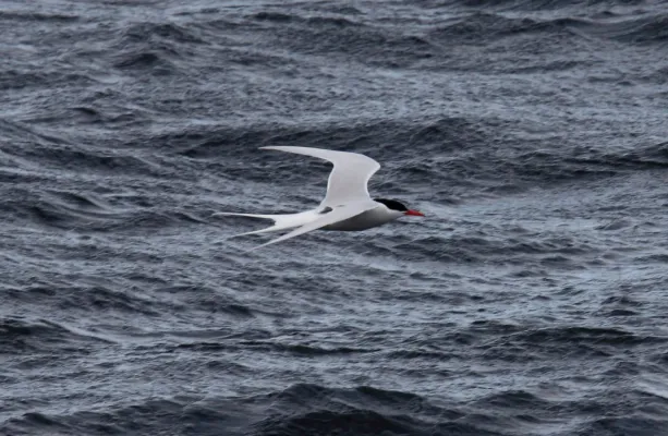 File:South American Tern (Sterna hirundinacea) (15959193685).jpg
