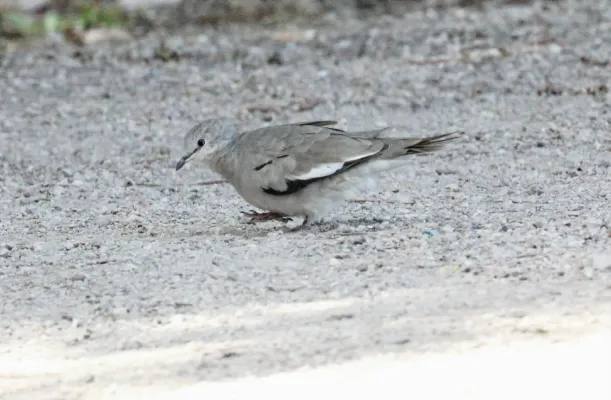File:Picui Ground-Dove (Columbina picui) (15774034549).jpg