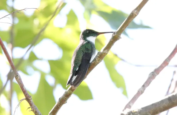 File:White-throated Hummingbird (Leucochloris albicollis) (15958042021).jpg