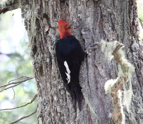 File:Magellanic Woodpecker (Campephilus magellanicus) (15340541653).jpg