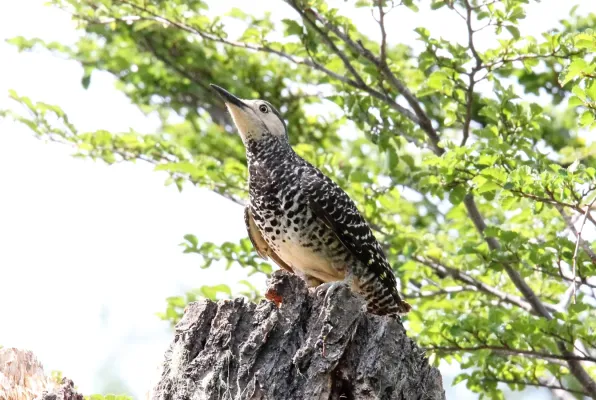 File:Chilean Flicker (Colaptes pitius) (15960174495).jpg