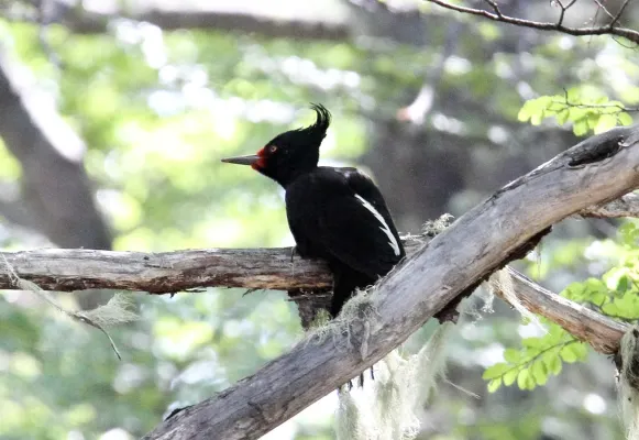 File:Magellanic Woodpecker (Campephilus magellanicus) (15772775428).jpg