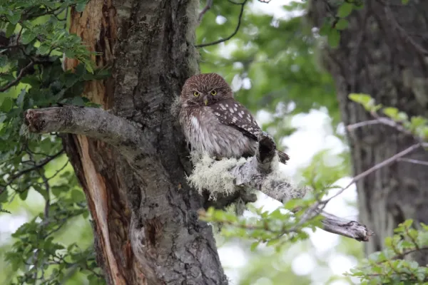File:Austral Pygmy Owl, southern Argentina (Glaucidium nana) (15772786410).jpg