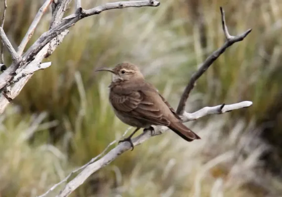 File:Scale-throated Earthcreeper (Upucerthia dumetaria) (15958460731).jpg