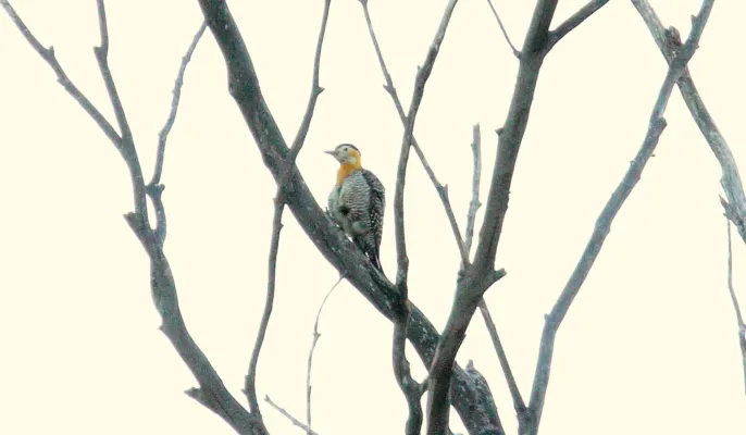 File:Campo Flicker (Colaptes campestris) (15959504942).jpg