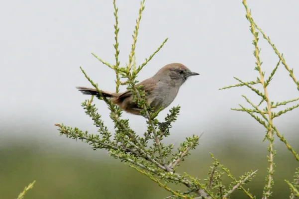 File:Patagonia Canastero (Pseudasthenes patagonica) (15774685157).jpg