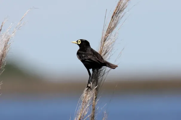 File:Spectacled Tyrant (Hymenops perspicillatus) (15959950412).jpg