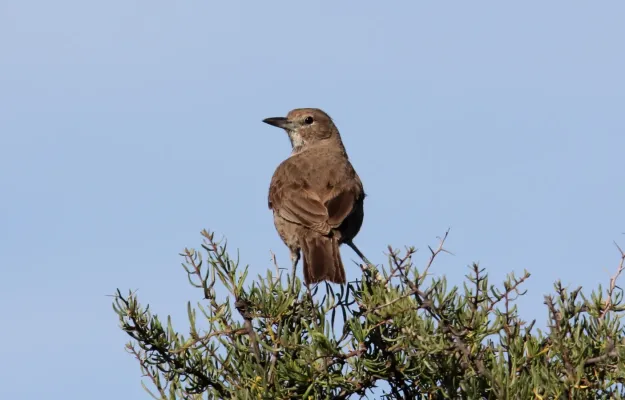 File:White-throated Cacholote (Pseudoseisura gutturalis) (15773009208).jpg