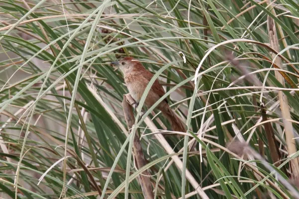 File:Freckle-breasted Thornbird (Phacellodomus striaticollis) (15773002338).jpg