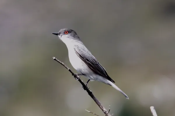 File:Fire-eyed Diucon (Xolmis pyrope) (15341012953).jpg