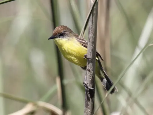 File:Warbling Doradito (Pseudocolopteryx flaviventris) (15773188928).jpg