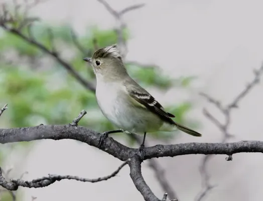 File:White-crested Elaenia (Elaenia albiceps) (15934867376).jpg