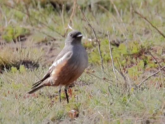 File:Chocolate-vented Tyrant (Neoxolmis rufiventris) (15960622505).jpg
