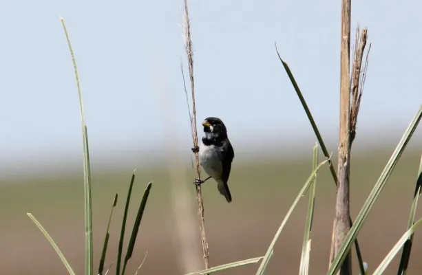 File:Double-collared Seedeater (Sporophila caerulescens) (15775754807).jpg