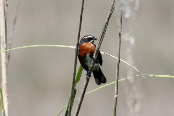 File:Black-and-Rufous Warbling-Finch (Poospiza nigrorufa) (15341848473).jpg