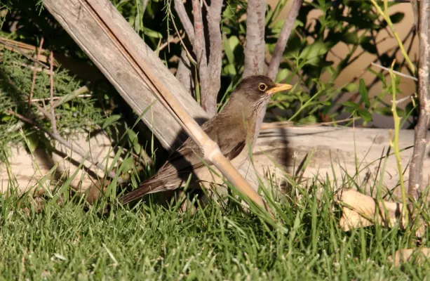 File:Austral Thrush (Turdus falcklandii) (15960212172).jpg