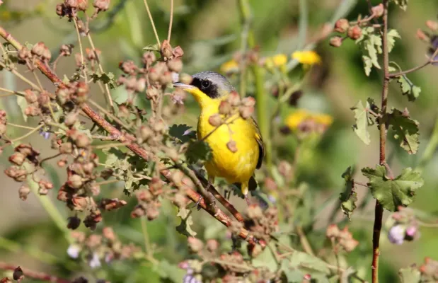 File:Southern Yellowthroat (Geothlypis velata) (15338565924).jpg