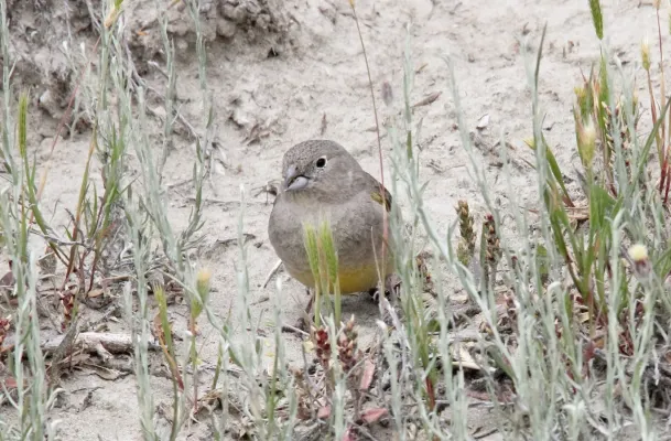 File:Patagonian Yellow-Finch (Sicalis lebruni) (15935713886).jpg
